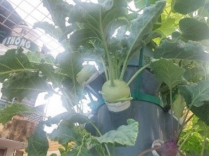 KHi canh 4.jpg